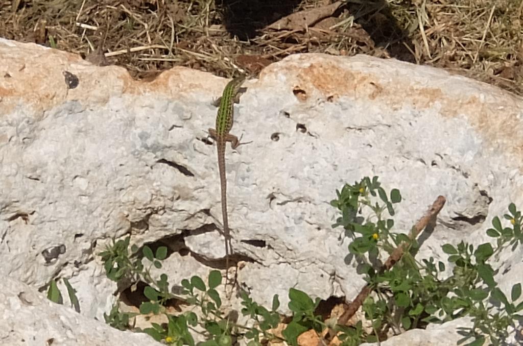 Villa Serracca Gagliano del Capo Eksteriør billede